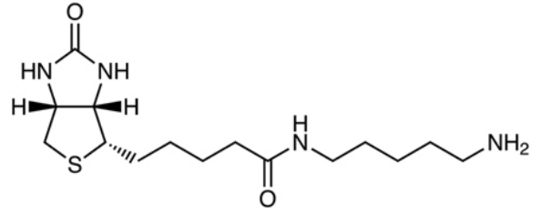 5-(Biotinamido)pentylamine  