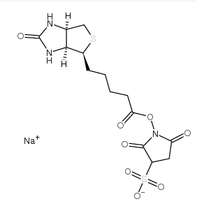 磺基琥珀生物素；119616-38-5；Biotin 3-sulfo-N-hydroxysuccinimide ester sodium salt