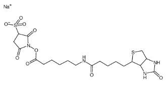 CAS： 127062-22-0；Sulfosuccinimidyl 6-(biotinamido)hexanoate