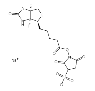 119616-38-5；biotin sulfo-osu；磺基琥珀生物素