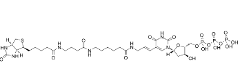 CAS：86303-26-6；Biotin-16-dUTP
