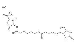  127062-22-0         Sulfosuccinimidyl 6-(biotinamido)hexanoate     生物素酰氨基己酸-3-磺酸基-N-羟基琥珀酰亚胺酯