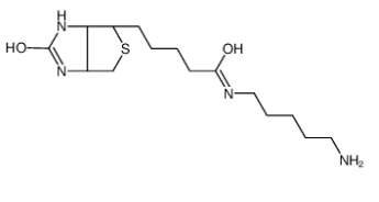 生物素-C5-胺；115416-38-1；5-(Biotinamido)pentylamine