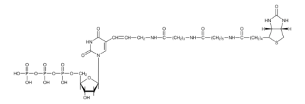 Biotin-dUTP 