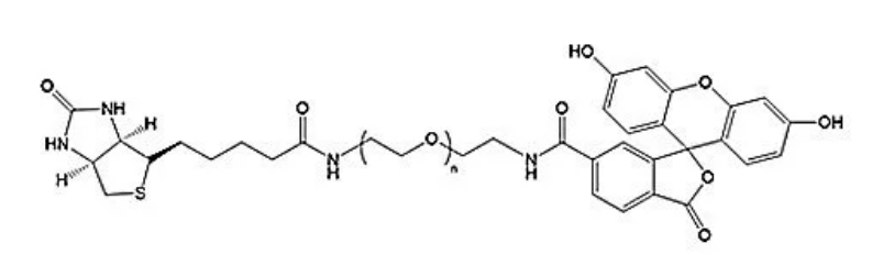 FITC-PEG-Biotin ；荧光素聚乙二醇生物素；可定制