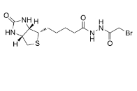 CAS:57170-18-0 Biotin N-(bromoacetyl)hydrazide  生物素衍生物