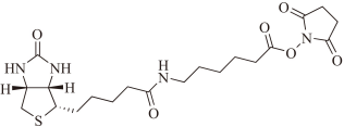 生物素-X 琥珀酰亚胺酯）  