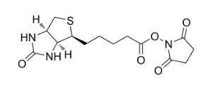 35013-72-0     生物素N-羟基琥珀酰亚胺酯         Biotin NHS