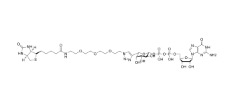 GDP-Fuc-Biotin  核苷二磷酸-六碳单糖-生物素 一种生物素标记的 GDP-Fucose，可用于与抗体偶联