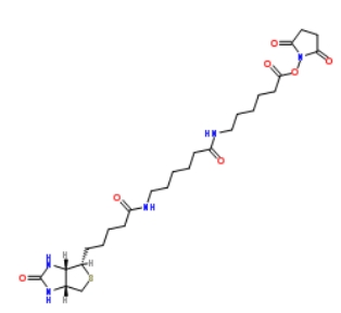 89889-52-1         (+)-Biotin-LC-LC-NHS Ester