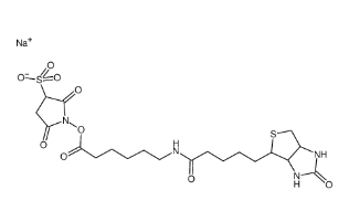 127062-22-0       Sulfo-NHS-LC-Biotin	水溶生物素活性酯交联剂，6-(生物素酰胺)己酸磺酸基琥珀酰亚胺酯钠盐	