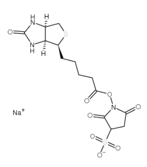 119616-38-5            蛋白标记用 Biotin Sulfo-Osu	生物素 3-磺酸基-N-羟基琥珀酰亚胺钠盐	