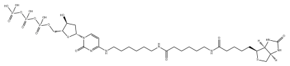 biotin-14-dCTP  