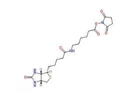 Biotin-C5-NHS Ester  