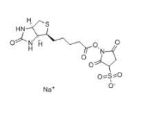 Sulfo-NHS-Biotin
