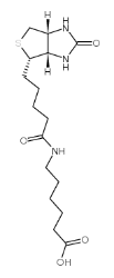 N-生物素己酸  