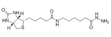 生物素酰胺基己酸肼  