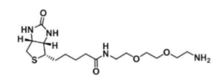 Biotin-PEG2-NH2  