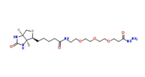 1381861-94-4         （+）-Biotin-PEG3-Hydrazide 