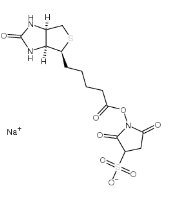 CAS:119616-38-5 Biotin 3-sulfo-N-hydroxysuccinimide ester sodium salt     生物素 3-磺酸基-N-羟基琥珀酰亚胺钠盐