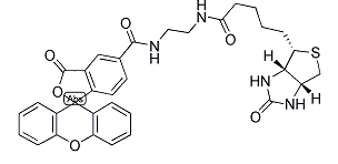 生物素(5-荧光素)缀合物染色剂;Sodium (S)-β-hydroxyisobutyrate