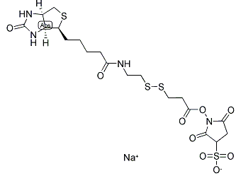 CAS：122266-55-1；NHS-SS-biotin