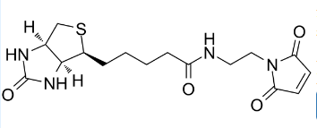 N-生物素-N'-马来酰亚胺基-乙二胺；N-BIOTINYL-N'-MALEIMIDO-ETHYLENEDIAMINE