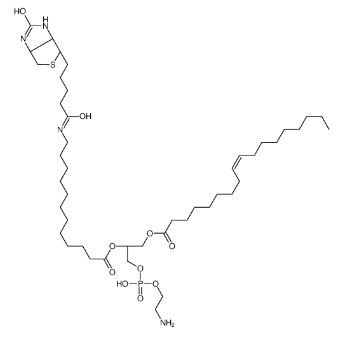799812-67-2；1-油酰-2-(12-生物素酰(氨基十二烷基))-sn-甘油-3-磷酸乙醇胺