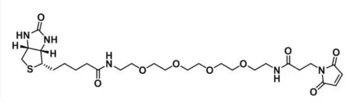 生物素-四乙二醇-马来酰亚胺；Biotin-PEG4-Mal