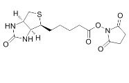 35013-72-0  (+)生物素-N-琥珀酰亚胺基酯  Biotin NHS
