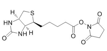 (+)生物素-N-琥珀酰亚胺基酯，35013-72-0，Biotin NHS