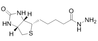 D-生物素酰肼；(+)-Biotin hydrazide
