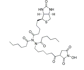 N-Biotinylcaproylaminocaproylaminocaproyl N-Hydroxysuccinimide