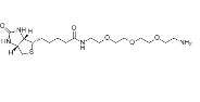 （+）-Biotin-PEG3-CH2CH2NH2；359860-27-8；生物素三聚乙二醇氨基