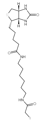 N-生物素-N'-(碘乙酰基)-1,6-己二胺；Iodoacetyl-LC-biotin