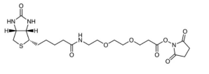 Biotin-PEG2-NHS ester  