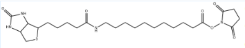 1260092-37-2；Biotin-SLC-NHS Ester