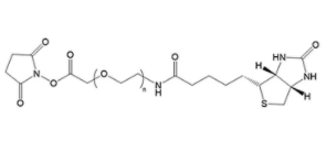 Biotin-PEG-NHS  