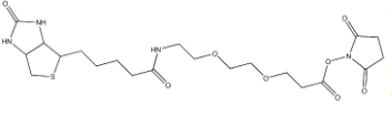 596820-83-6；9-biotinlaMino-4,7-dioxanonanoic acid N-hydroxysucciniMidyl ester