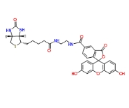 Biotin-4-Fluorescein，1032732-74-3，FITC-4-Biotin