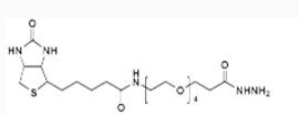  Biotin-PEG4-HZ  
