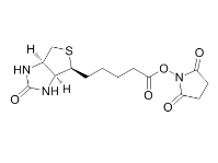 35013-72-0        NHS Biotin	(+)生物素-N-琥珀酰亚胺基酯	