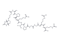 Biotin-myelin basic protein (94-102)  