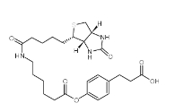 83592-10-3            3-(4-(N-Biotinoyl-6-aminocaproyloxy)phenyl)propionic Acid             3-(4-(N-生物素-6-氨基己羧基)苯基)丙酸