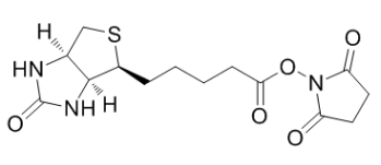(+)生物素-N-琥珀酰亚胺基酯；35013-72-0；Biotin NHS