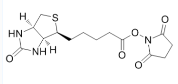 35013-72-0；(+)生物素-N-琥珀酰亚胺基酯