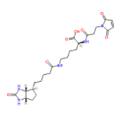 N-(3-馬來酰亞胺丙?；?生物胞素  
