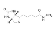 	Biotin Hydrazide  