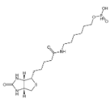 6-N-生物素基氨基己基氢膦酸酯	  