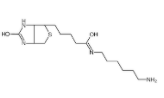 N-Biotinyl-1,6-hexanediamine